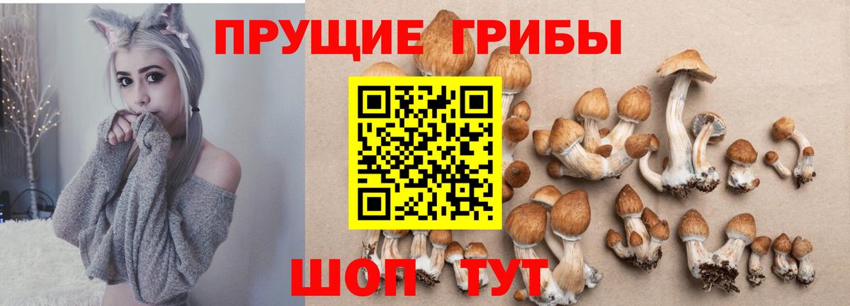 Псилоцибиновые грибы мицелий Сегежа